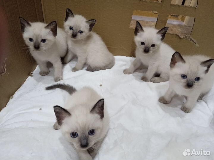 Продам сиамских котят