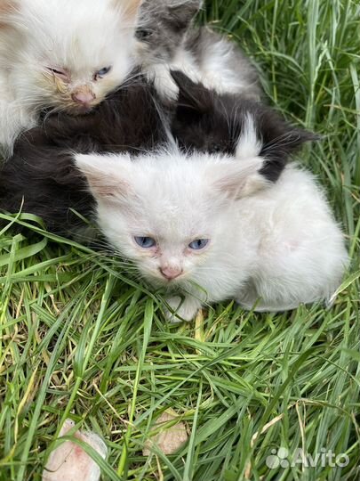 Котята в добрые руки