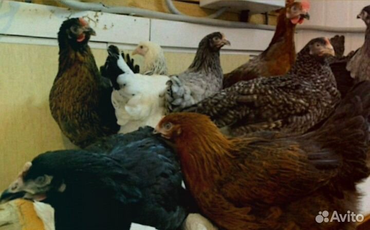 Куры молодки с доставка