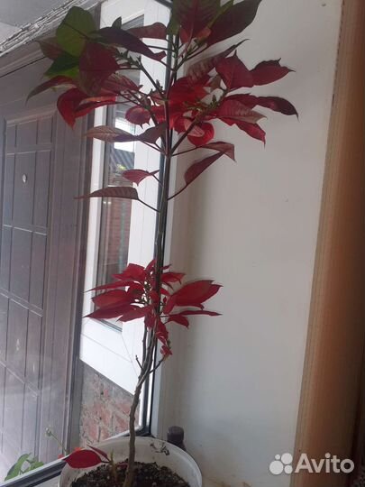 Пуансетия рождественская звезда