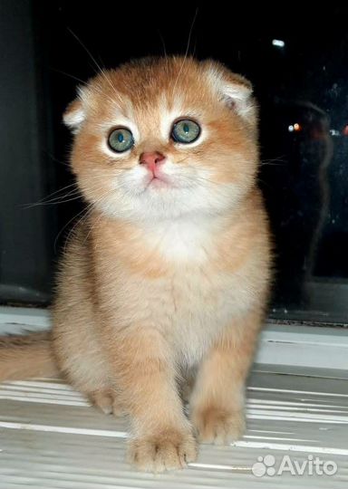 Золотые вислоухие котята