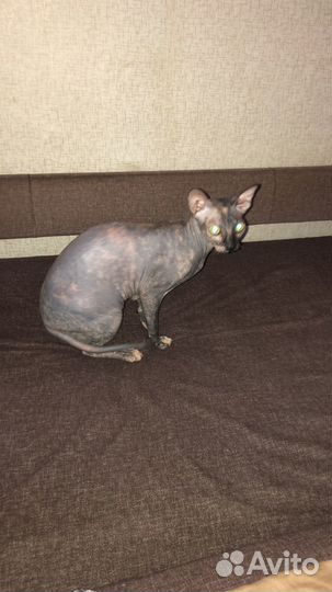 Донской сфинкс кошка вязка