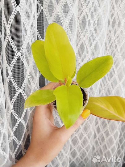 Филодендрон Малай Голд (Голди Лок)