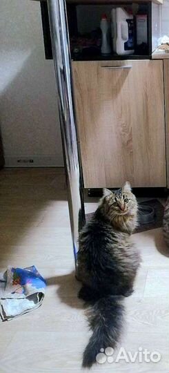 Кот бесплатно