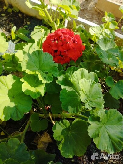 Комнатные растения цветы