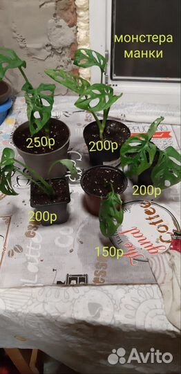 Монстера манки