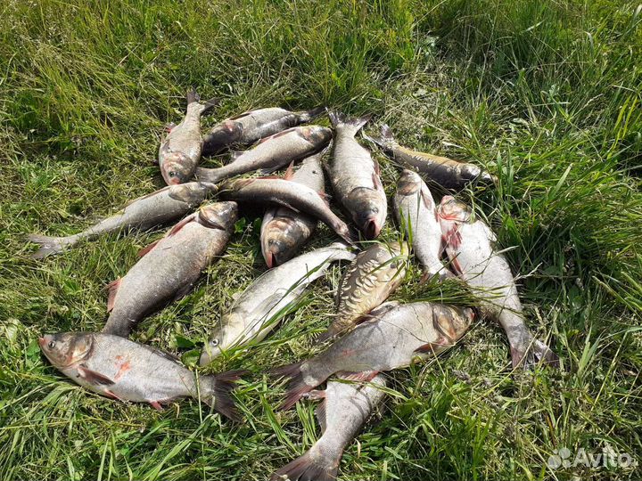 Червь выползок, технопланктон