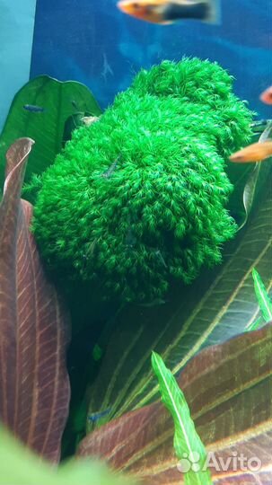 Аквариумные растения