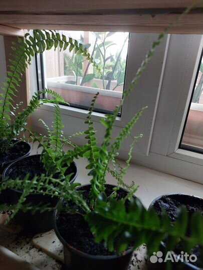 Папоротник