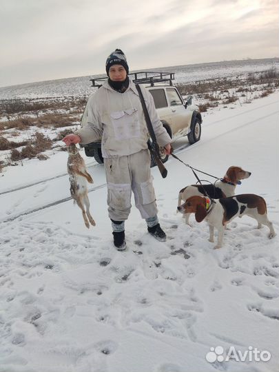 Эстонская гончая щенки