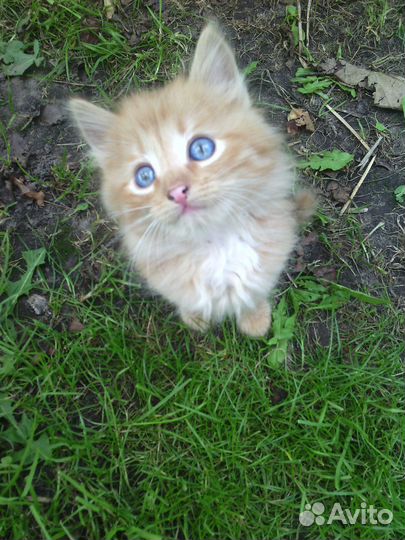 Котята в дар бесплатно