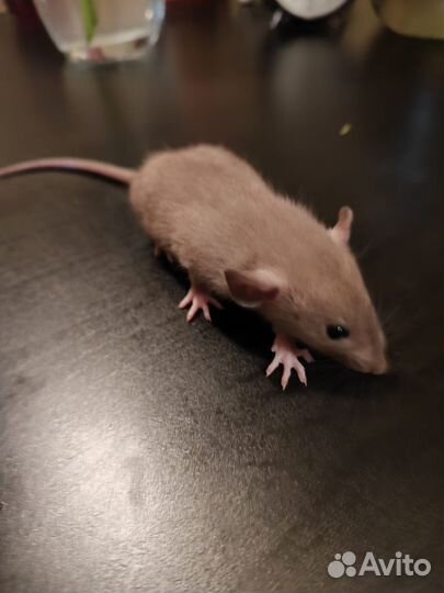 Декоративная крыса дамбо
