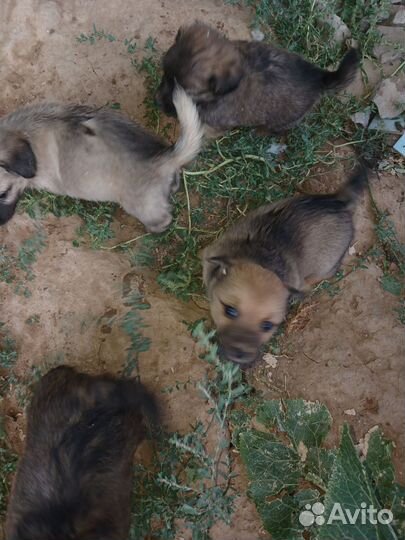 Собака в добрые руки отдам бесплатно