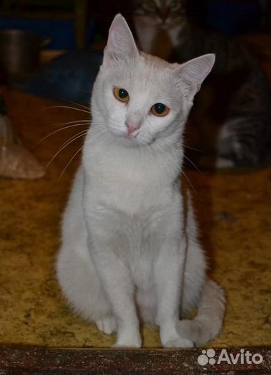 Белая красавица Шарлотта в добрые руки