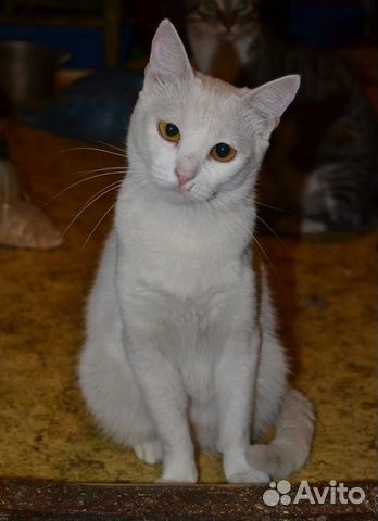 Белая красавица Шарлотта в добрые руки