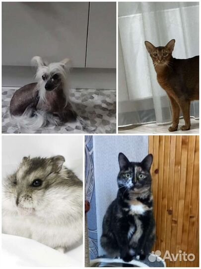 Передержка собак и кошек