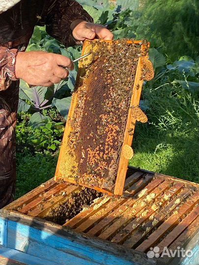 Мед свежий свой деревенский