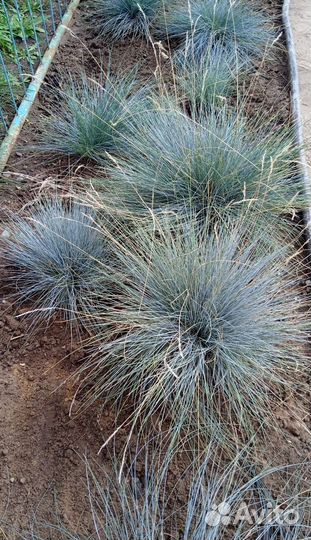 Овсянница сизая