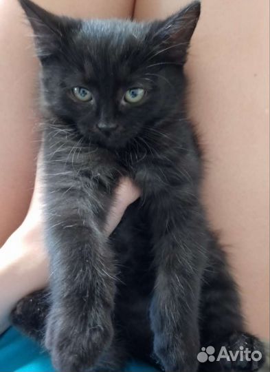 Кошки в дар