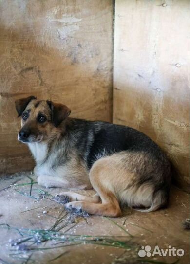 Глаша ищет дом