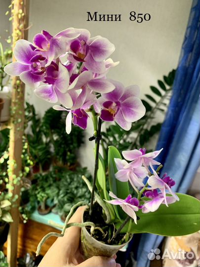 Орхидея Фаленопсис Камбрия Мильтония