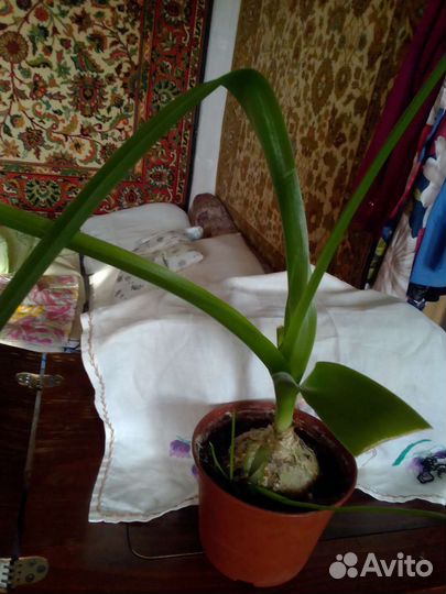 Индийский лук лечебный