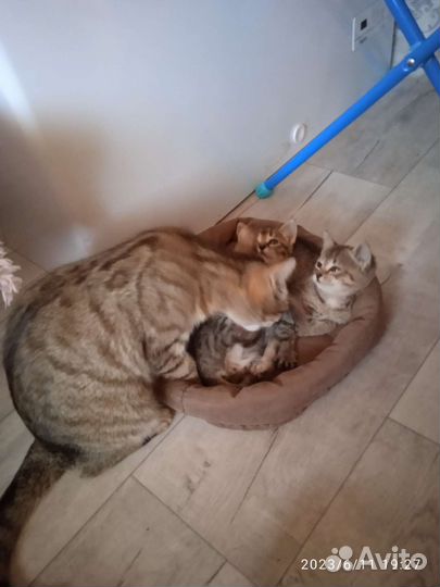 Котята отдам бесплатно