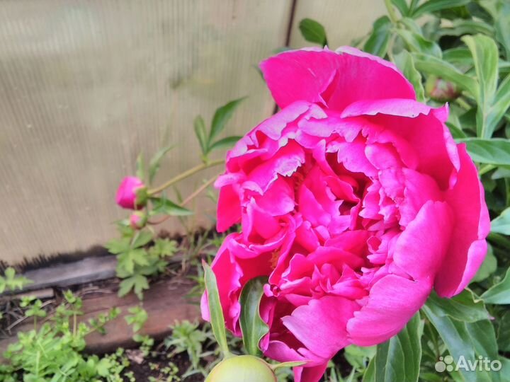 Корни пион белый, вишневый, розовый