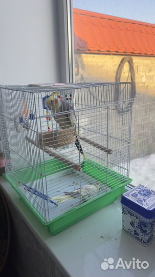 Попугай корелла говорящий