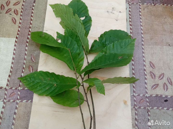 Саженцы каштана съедобного