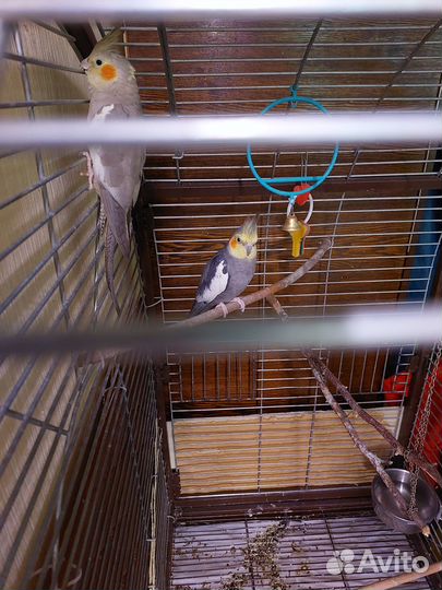 Кореллы пара