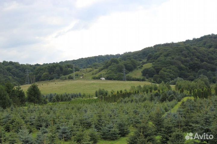 Туя ель(сморагд,колумна,голубая,серебристая)камни