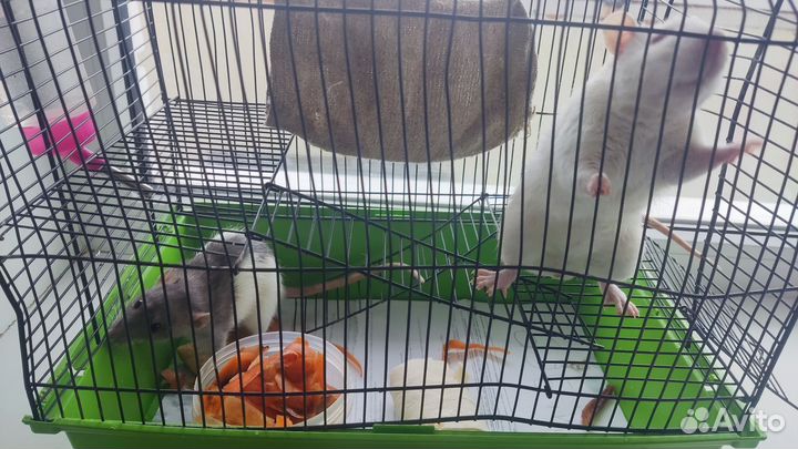 Декоративная крыса