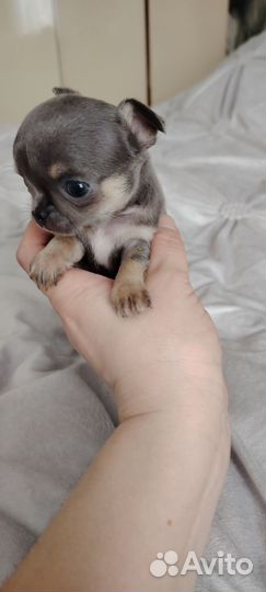 Щенок чихуахуа мини девочка