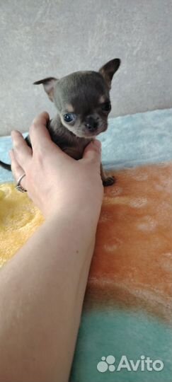 Щенок чихуахуа мини девочка