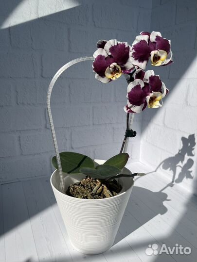 Опоры-дуги для растений