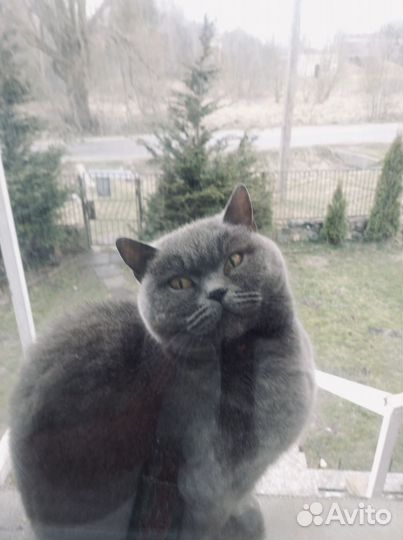 Британские котята короткошерстные б/документоа