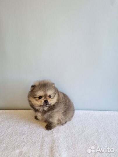 Шикарная милашка с документами РКФ