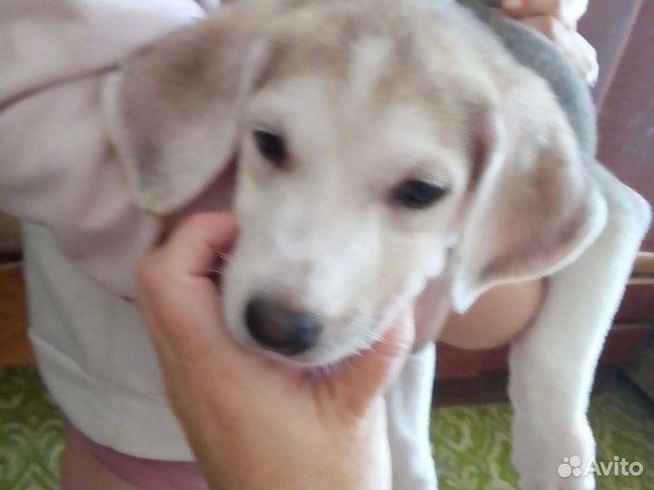 Щенок лабрадора