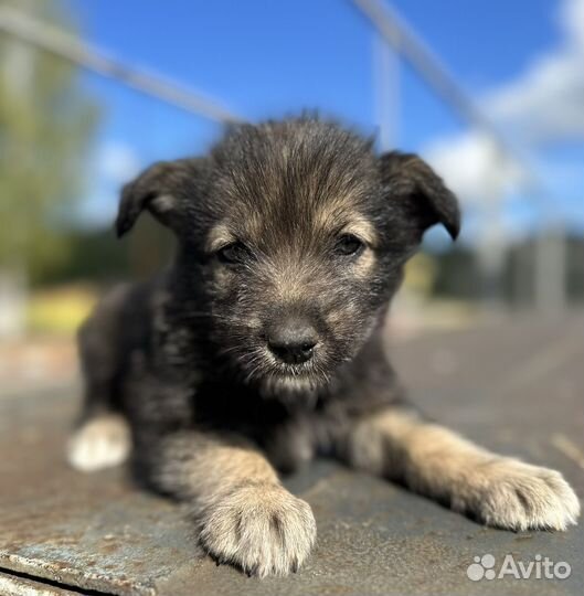Щенок в добрые руки бесплатно