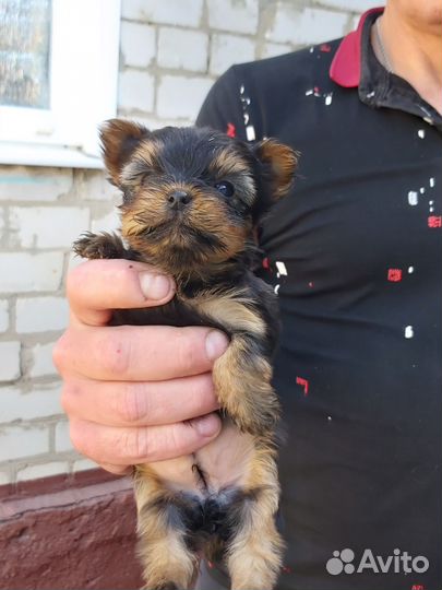 Щенки йорка