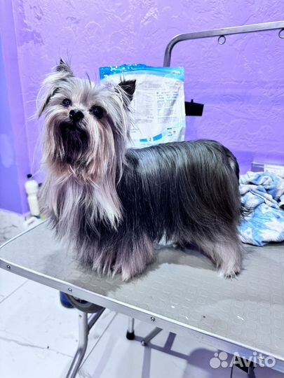 Йоркширский терьер щенки