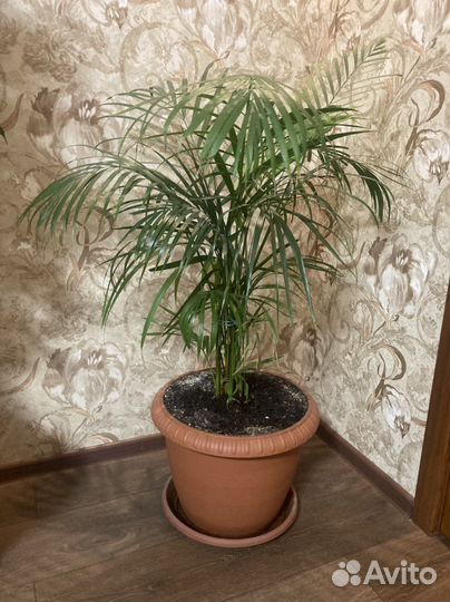 Комнатные растения