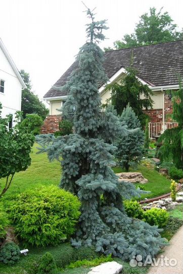 Ель колючая Глаука Пендула - Glauca Pendula