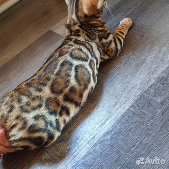 Чистокровный бенгал