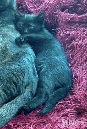 Котенок в добрые руки