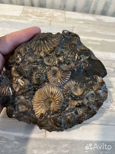 Окаменелости аммониты