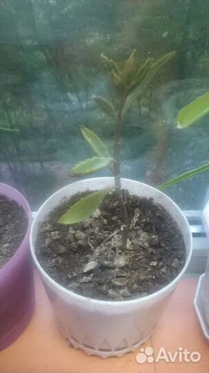 Коланхоэ лечебное