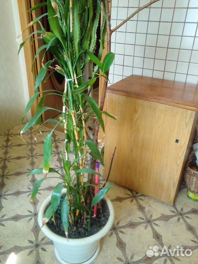 Отдам комнатный цветок
