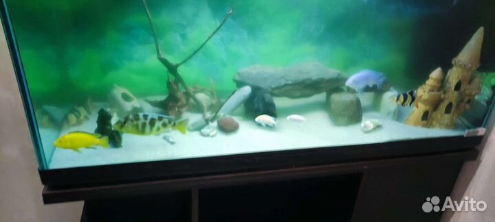 Аквариум с тумбой 300 литров